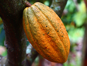 fêve de cacaco pour poudre chocodia